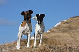 FOX TERRIER POIL LISSE 217